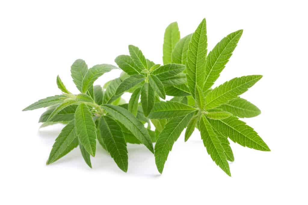 bigstock-Lemon-Verbena-Isolated-On-A-Wh-277276216-1024x683